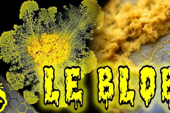 10 CHOSES à SAVOIR sur le BLOB